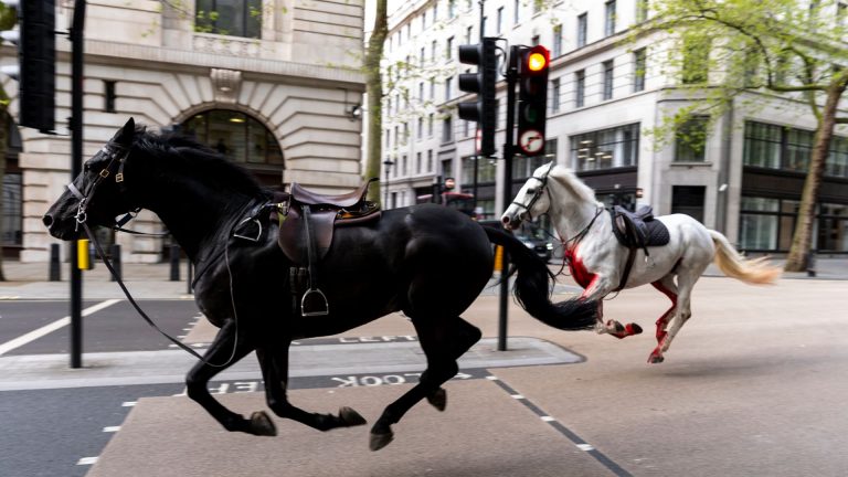 Horse that bolted through London hangs up hooves
