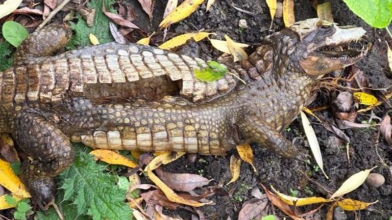 Crocodile found in UK canal sparks police force's 'strangest appeal ever'
