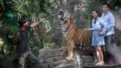 Probe under way after illness kills 72 tigers in Thai tourist park
