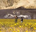 Wildflowers blanket Death Valley in best display since 2016