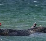 Whale swims for freedom after big German rescue effort on Baltic coast