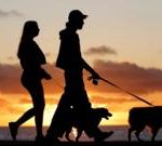 Brazil grants joint custody over pets in new law for separated couples