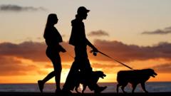 Brazil grants joint custody over pets in new law for separated couples