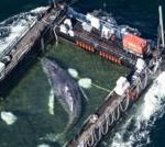 Stranded whale ferried out of German waters in barge