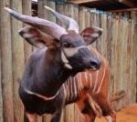 Endangered antelopes flown to Kenya from Czech zoo in 'historic homecoming'