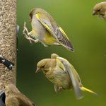 Feed the birds... just not in summer