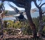 Watch: Young bald eagle takes first flight in California