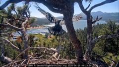 Watch: Young bald eagle takes first flight in California