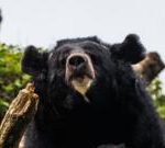 Black bear caught in Japan after days of sightings
