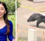 'Extremely intelligent' bear on the run in Japan after injuring four people