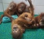 Baby orangutans found in Indian forest spark trafficking inquiry