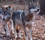 Trump signs order to remove endangered species protection for grey wolves