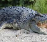 River home to 500 crocodiles chosen as Olympic rowing venue
