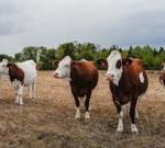 First human case of Shamonda virus detected in France, officials say